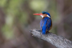 Arusha: Kanotpaddling/kajakpaddling och/eller cykeläventyr (med lunch)