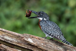 Arusha: Kanotpaddling/kajakpaddling och/eller cykeläventyr (med lunch)
