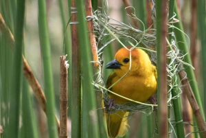 Arusha: Kanotpaddling/kajakpaddling och/eller cykeläventyr (med lunch)
