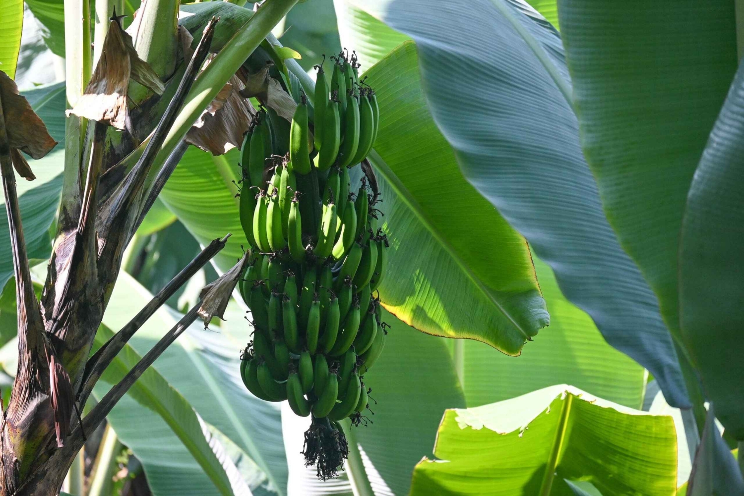 Arusha: koffieboerderij en watervallen