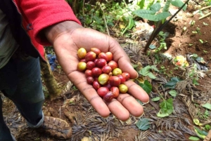 Arusha: koffieboerderij en watervallen