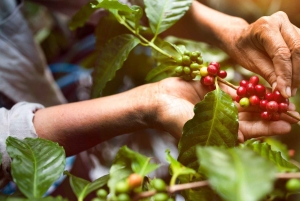 Arusha: tour di una piantagione di caffè con degustazione e tostatura