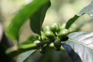 Arusha: tour di una piantagione di caffè con degustazione e tostatura