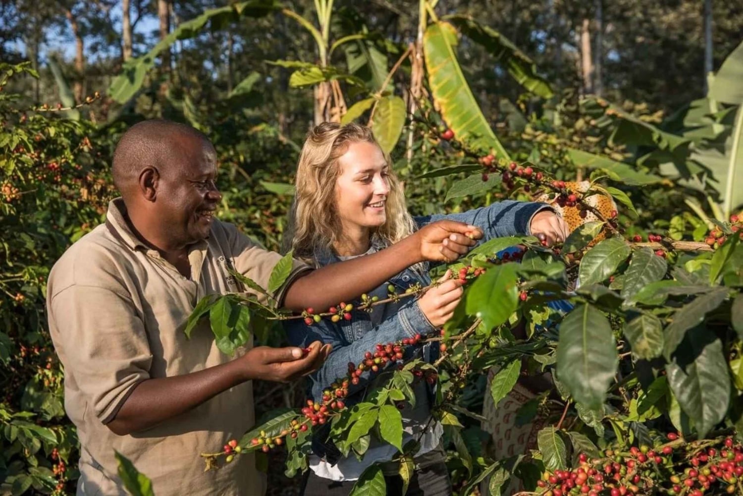 Arusha : visite guidée du Coffee Lodge avec dégustation de café