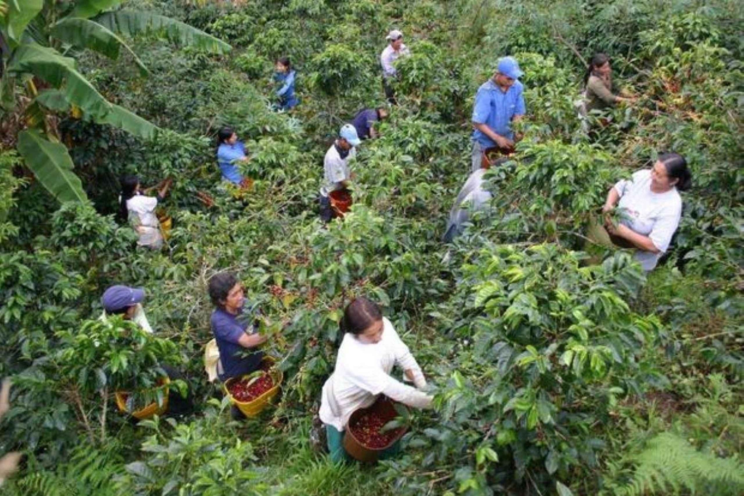 Arusha : Visite d'une plantation de café avec dégustation et ...