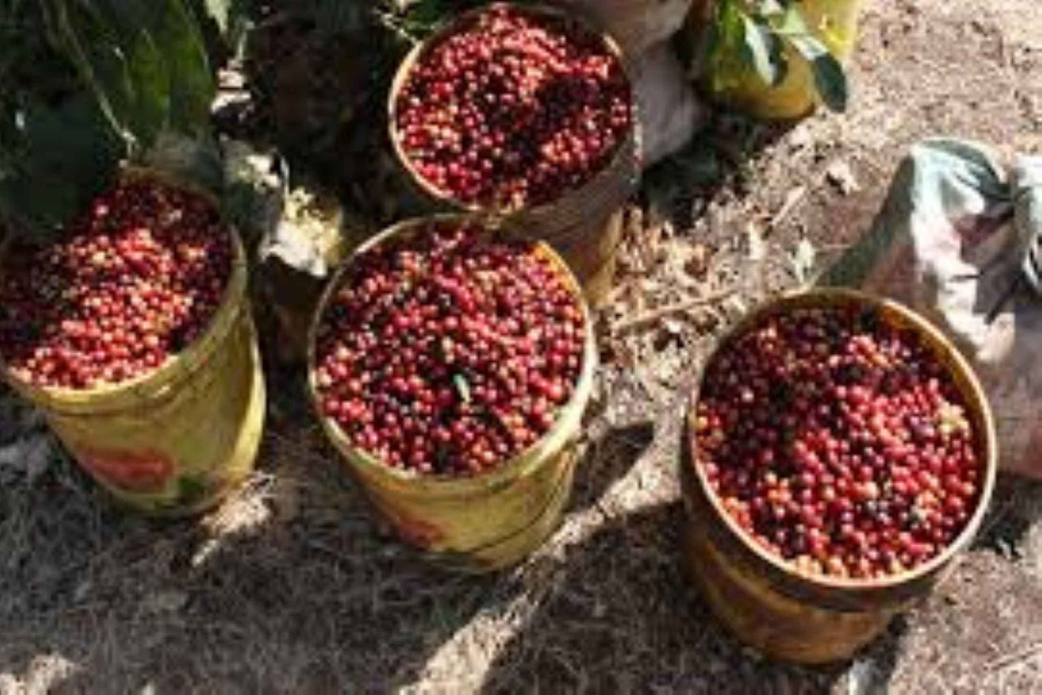 Arusha : Visite d'une plantation de café avec dégustation et ...