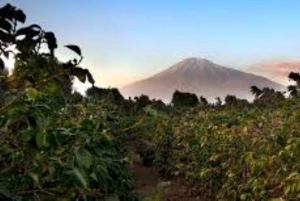 Arusha : Visite d'une plantation de café avec dégustation et ...