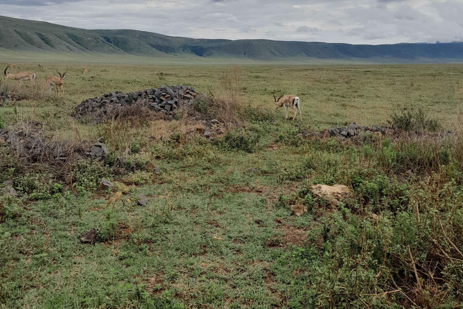 Arusha: Kaffeetour, Mangalia-Wasserfälle & Tarangire-NP