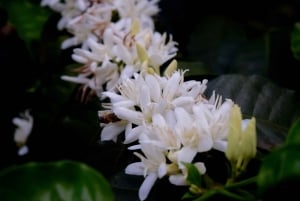 Аруша: Кофейный тур