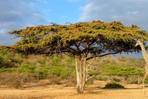 Arusha: Day Trip Joining Safari in Tarangire National Park