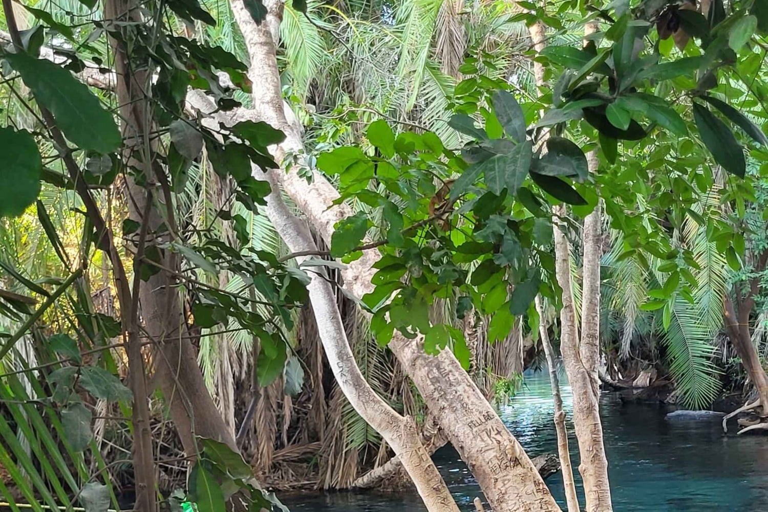 Arusha: Päiväretki Kikuletwan kuumille lähteille