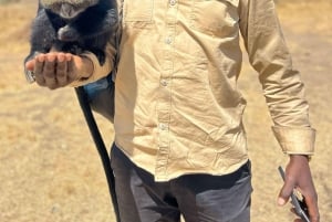 Arusha: Päiväretki Serval Wildlife -syöttää kirahveja ja leijonia