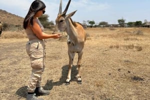 Arusha: Päiväretki Serval Wildlife -syöttää kirahveja ja leijonia