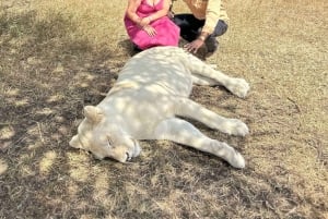 Arusha: Tagestour zur Serval Wildlife – Füttere Giraffen und Löwen