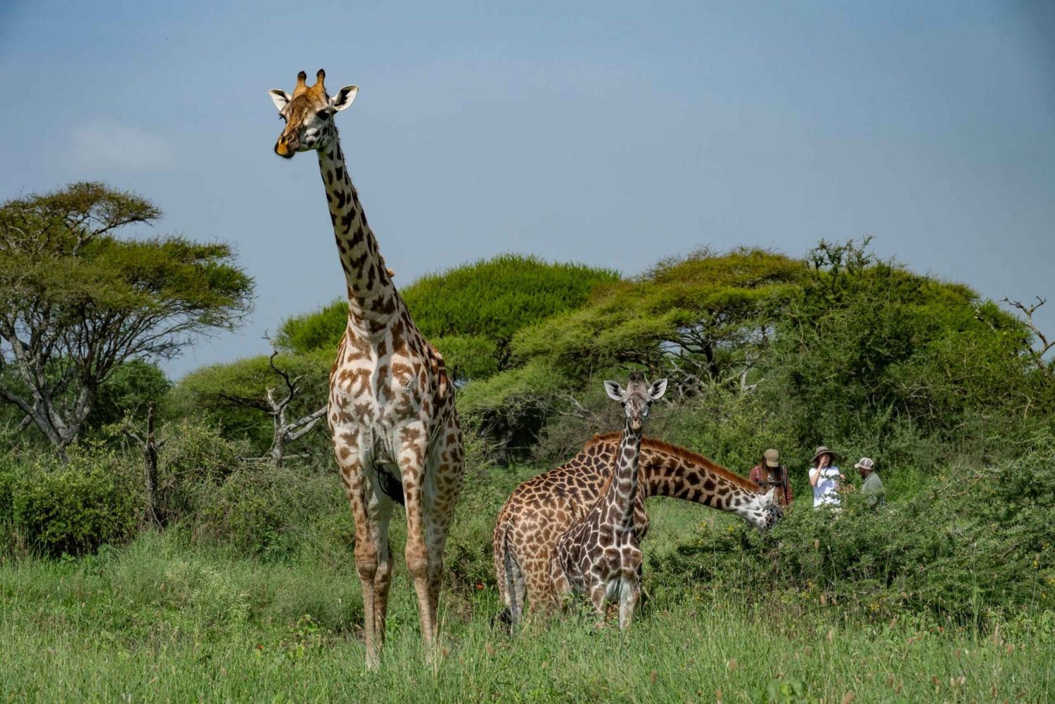 Arusha: Guidet tur til Giraffe Centre med vandring i naturen