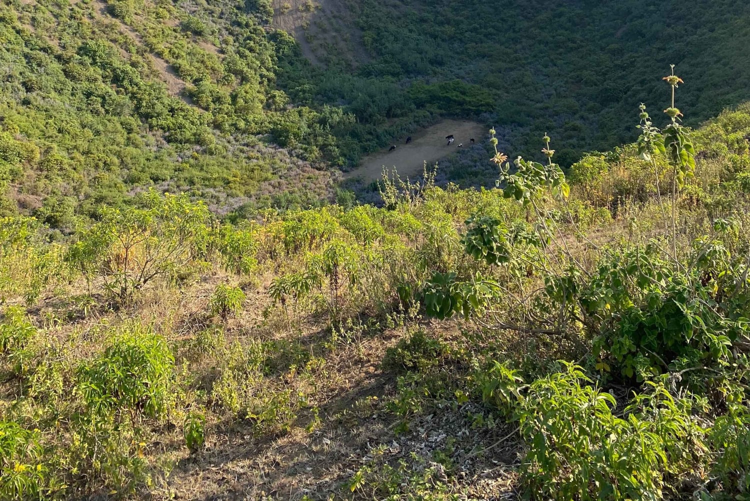 Arusha: Golden Hour Walk & Sunset Viewpoint Over Mount Meru