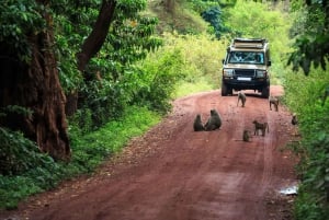 Tarangire, Ngorongoro og foten av Kilimanjaro-turen