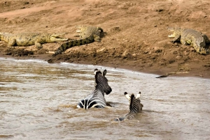 Tarangire, Ngorongoro og foten av Kilimanjaro-turen
