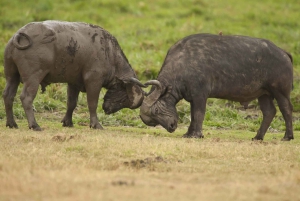 Tarangire, Ngorongoro og foten av Kilimanjaro-turen