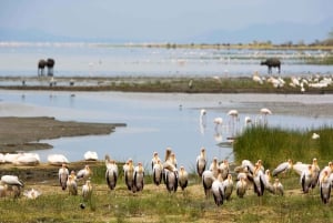 Tarangire, Ngorongoro og foten av Kilimanjaro-turen