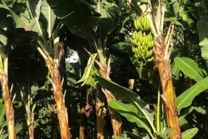 Arusha: escursione guidata alle cascate Napuru