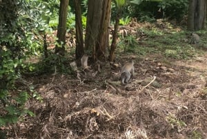 Arusha: escursione guidata alle cascate Napuru