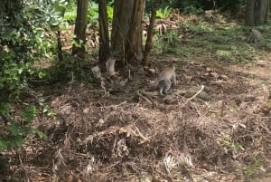 Arusha: escursione guidata alle cascate Napuru