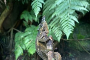 Arusha: escursione guidata alle cascate Napuru