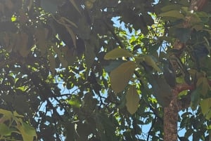 Arusha: wycieczka do gorących źródeł, wodospadu i plantacji kawy