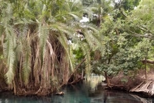 Arusha: wycieczka 1-dniowa na Kilimandżaro i gorące źródła