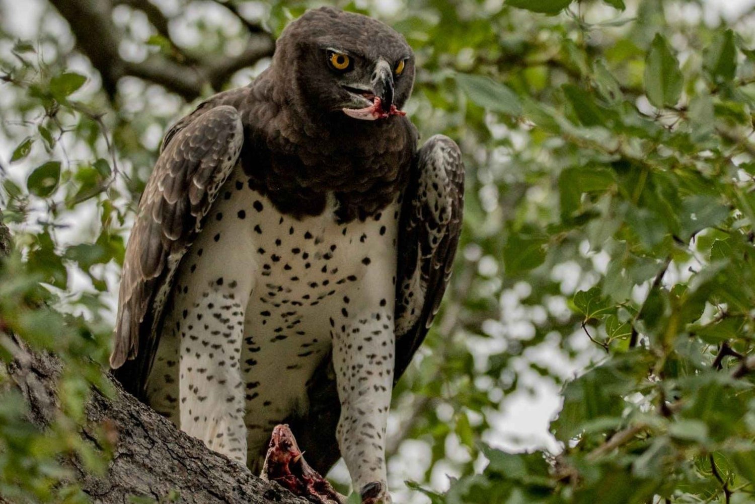 Arusha: dagtrip naar het Duluti-meer met begeleide natuurwandeling