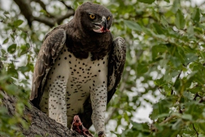 Arusha: excursión de un día al lago Duluti con paseo guiado por la naturaleza