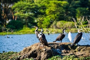 Arusha: excursión de un día al lago Duluti con paseo guiado por la naturaleza