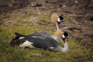 Arusha: excursión de un día al lago Duluti con paseo guiado por la naturaleza