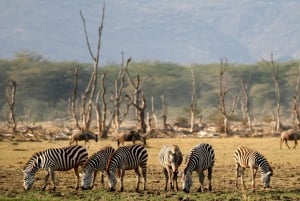 Arusha: excursión de un día al Parque Nacional del Lago Manyara con almuerzo