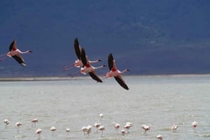 Arusha: Lake Manyara National Park -päiväretki lounaalla