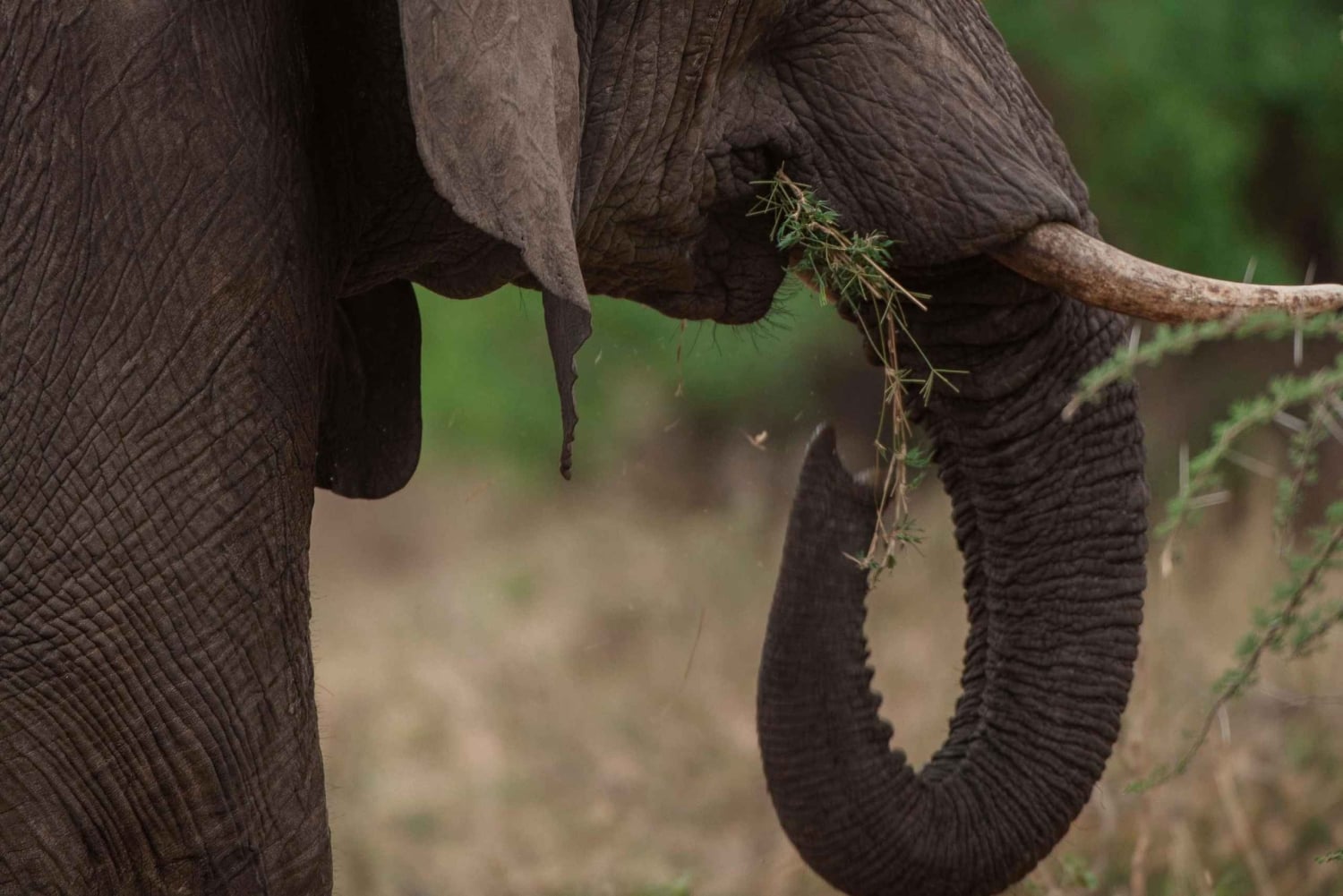 Arusha: Manyara-järven kansallispuiston päiväkierros noudolla