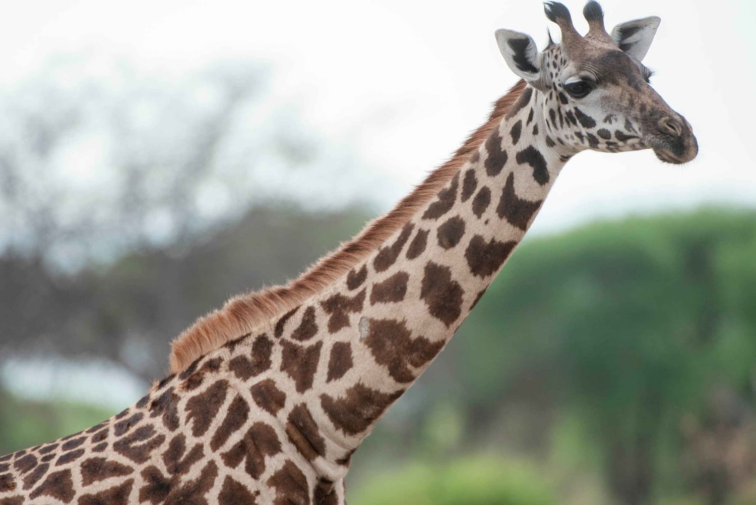 Arusha: Manyara-järven kansallispuiston päiväkierros noudolla