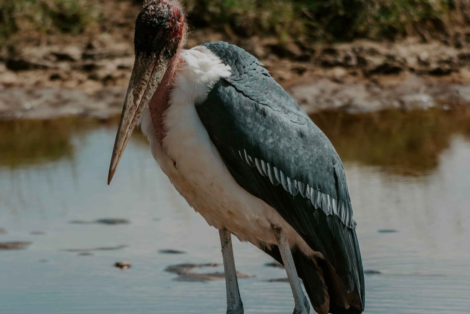 Arusha: Manyara-järven kansallispuiston päiväkierros noudolla