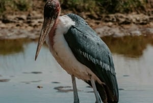 Arusha: Manyara-järven kansallispuiston päiväkierros noudolla