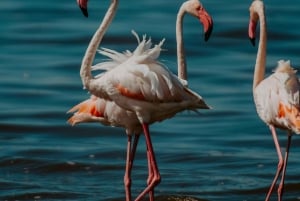 Arusha: Manyara-järven kansallispuiston päiväkierros noudolla