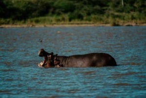 Arusha: Manyara-järven kansallispuiston päiväkierros noudolla