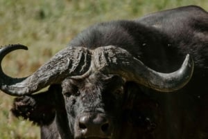 Arusha: Manyara-järven kansallispuiston päiväkierros noudolla