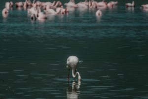 Arusha: Manyara-järven kansallispuiston päiväkierros noudolla