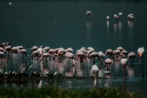 Arusha: Manyara-järven kansallispuiston päiväkierros noudolla