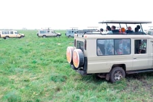 Arusha: Wycieczka 1-dniowa do Parku Narodowego Jeziora Manyara