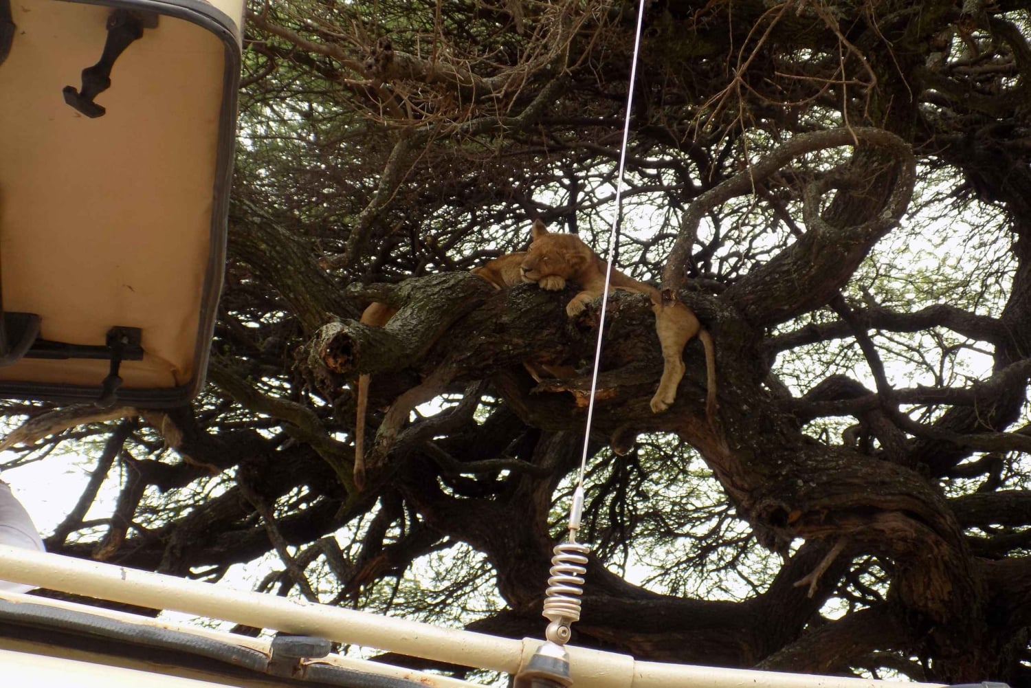 Arusha: Lake Manyara National Park Full-Day Safari