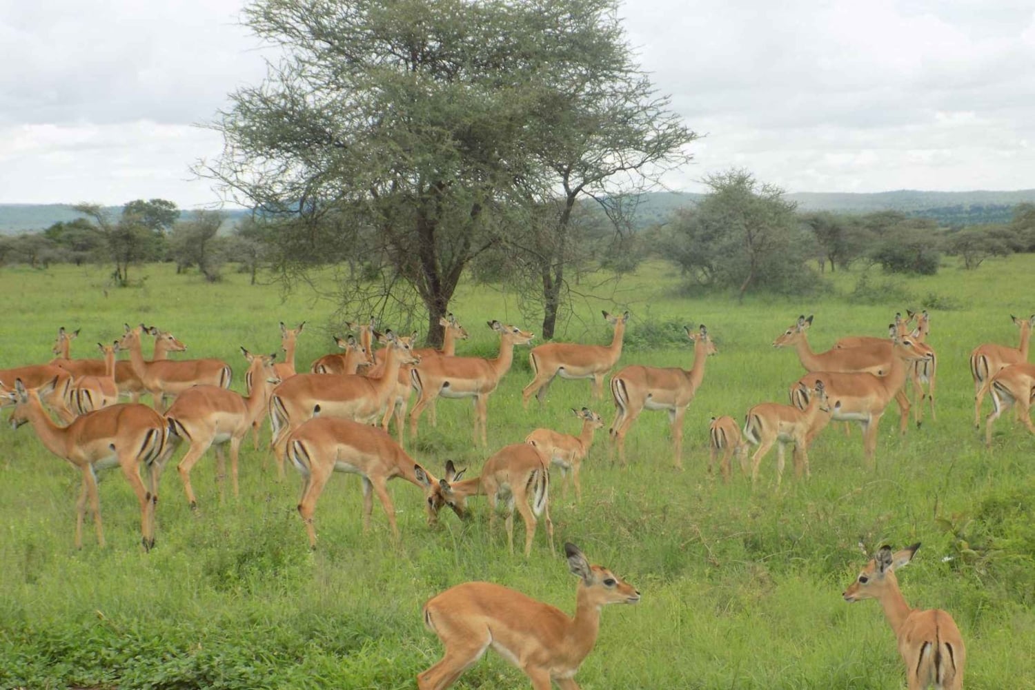 Arusha: Lake Manyara National Park Full-Day Safari