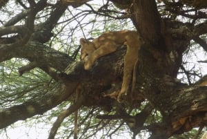 Arusha: Lake Manyara National Park Full-Day Safari