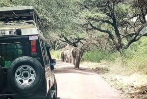 Arusha: Lake Manyara National Park Full-Day Safari